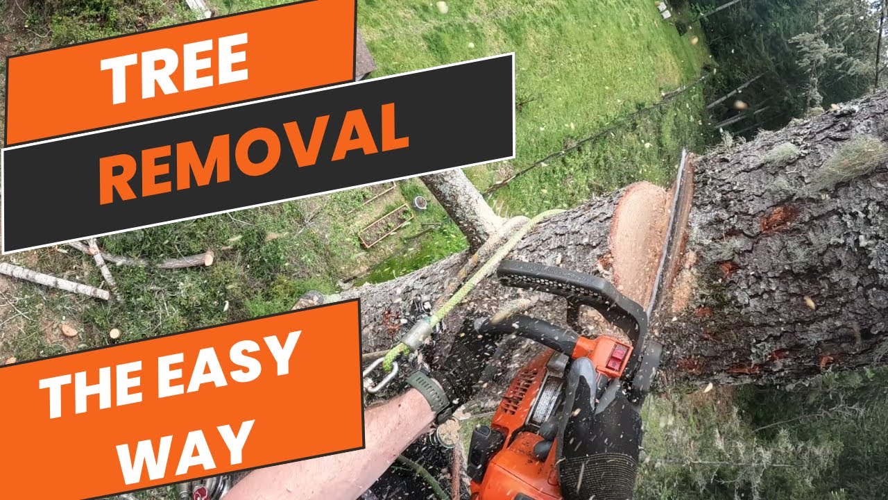 Backyard Tree Removal (Zipline to save the guys) YouTube
