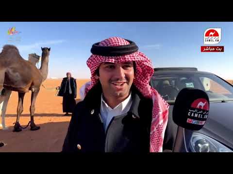بث مباشر تغطيه صباحيه استديو حرش العراقيب في مهرجان الملك عبدالعزيز للابل 6