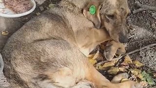 Abandoned dog with sad eyes, pain and fear by kittins baby NANA  21 views 2 years ago 4 minutes, 39 seconds