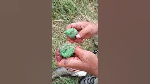 Зелёная икра сома