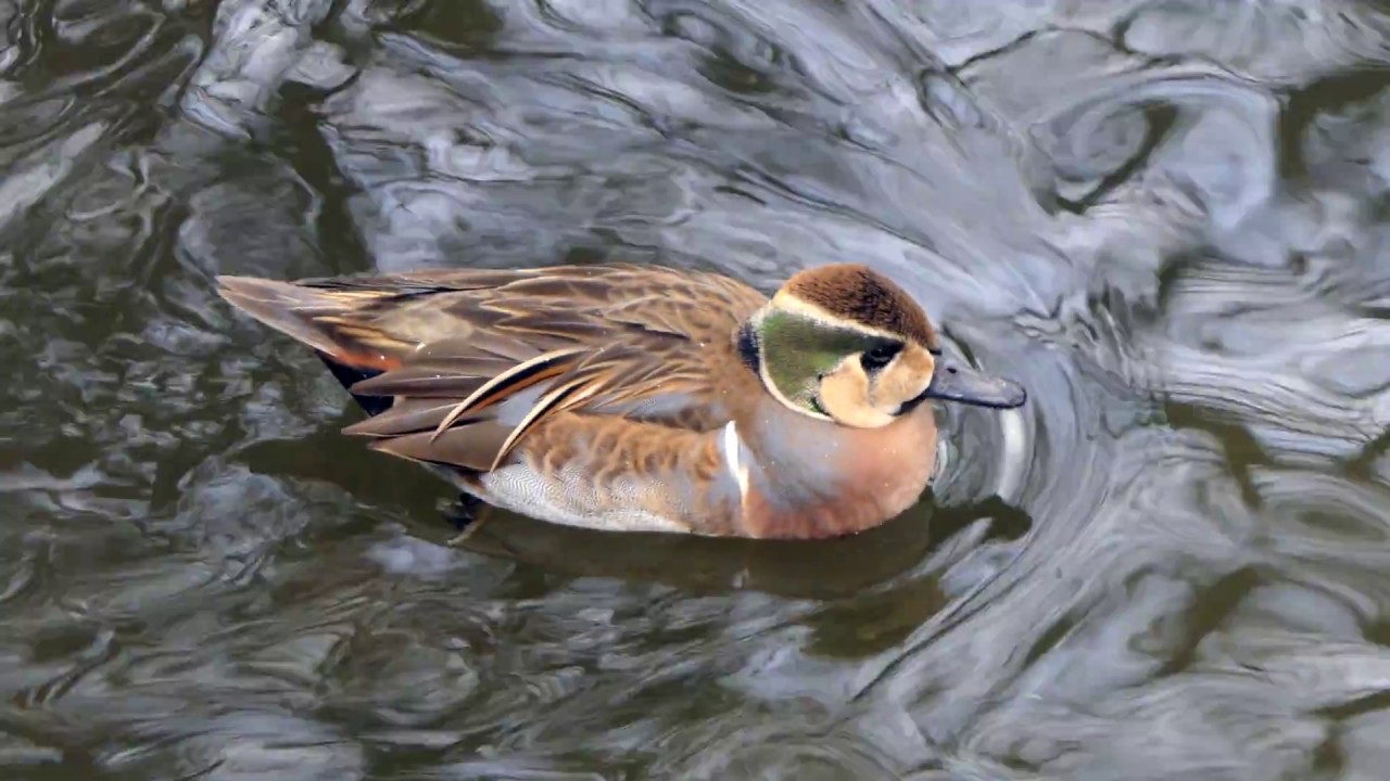 Baikal Teal♂ 