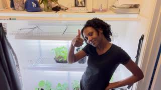 Collard Greens & Kratky Hydroponics