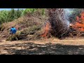 Huge Pile Of Trees Fire