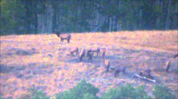 Big bull elk Manti Utah Unit in 2015