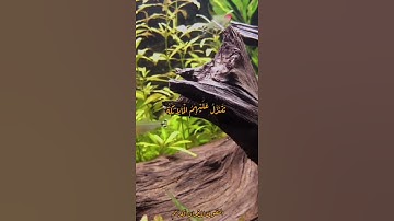 سورة فصلت - عبدالباسط عبدالصمد (إِنَّ الَّذِينَ قَالُوا رَبُّنَا اللَّهُ ثُمَّ اسْتَقَامُوا