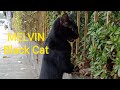 Black Cat Melvin Chasing Me Like A Dog