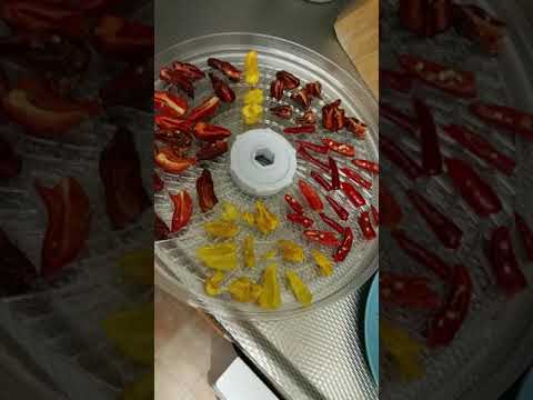 Torkar chili i svamptork för att tillverka bl.a chilipulver