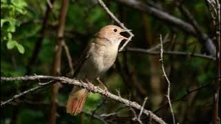 Bülbül,  Common Nightingale , Luscinia megarhynchos Singing