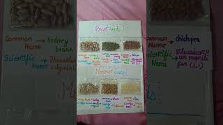 dicot and monocot seeds example