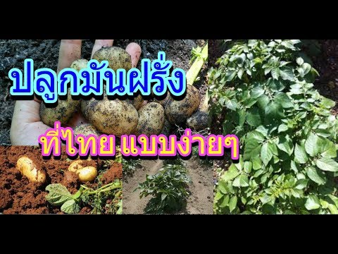 วิธีปลูกมันฝรั่ง การปลูกมันฝรั่งที่ไทย ขุดหัวมันฝรั่งสดๆ ปลูกมันฝรั่งที่ไทยแบบง่ายๆ