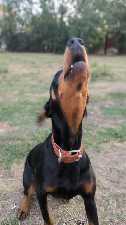 А теперь правда громкий 🔊 #doberman #funnydoberman #собака - YouTube