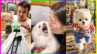 Adorable and Funny Pomeranian Dogs  😍 Chó Phốc Sóc Minii 🐾 #530