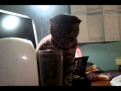 Katze Niest Nach Dem Wasser Trinken