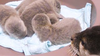 カワウソ赤ちゃん、眠っている間にママはリフレッシュ！Mom refreshes while sleeping!【baby otter】 by カワウソ-Otter channel 1,641 views 2 years ago 5 minutes, 7 seconds