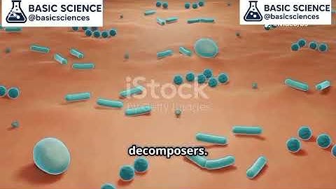 Micro act of Decomposers ( bilingual) #bsciences