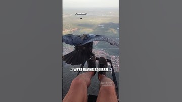 🎵 WE’RE HAVING SQUIRREL 🎵 🎥: Voiced over with express permission from rafaellvital (IG) #shorts