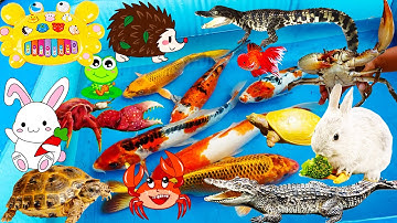 Đi Tìm Cá Sấu, Cá Koi, Rùa Về Thả Bể, Bắt Cua Trong Hang, Thỏ Con, Chuột, Lươn, Nhím