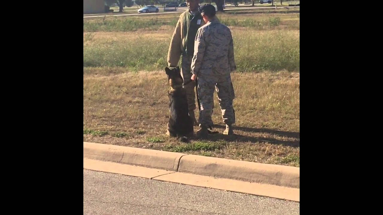 USAF DEP Call; Lackland AFB Security Forces K9 Demo YouTube