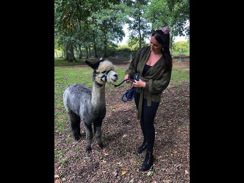 Walking Alpacas in the New Forest