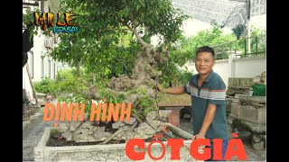 Định hình và chỉnh sửa cốt già | NamLe Bonsai