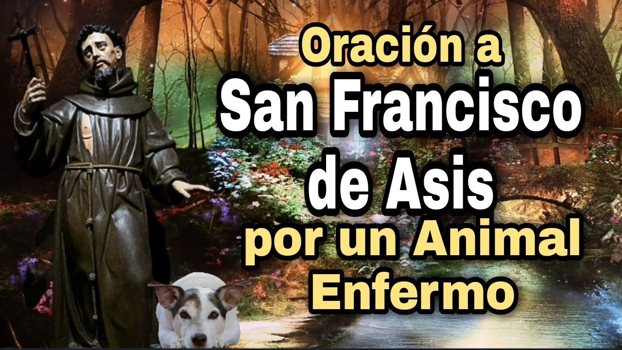 Oración a San Francisco de Asis por un Animal Enfermo 🛐🙏 - YouTube