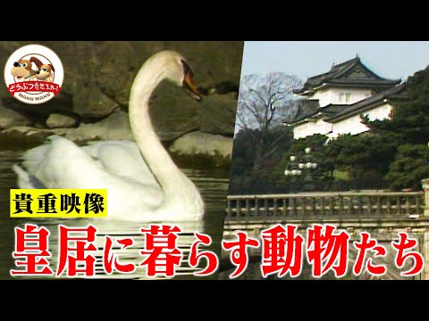 【貴重映像】皇居の森にはどんな動物が棲んでいる？特別な許可を得て撮影したら鳥たちの神秘の楽園だった【どうぶつ奇想天外／WAKUWAKU】