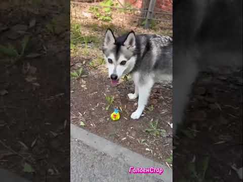 Любители игрушек ❤️мини хаски , аляскинский кли кай ,о щенках +7926702-63-87 , +7926188-69-22