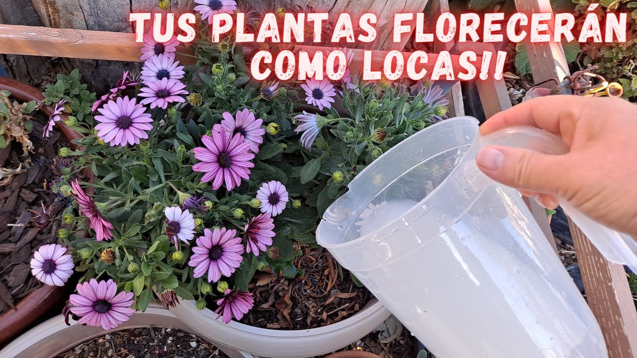 3 FERTILIZANTES ORGANICOS que le APLICO a  MIS PLANTAS y ESTAN LLENAS de FLORES | Abono casero