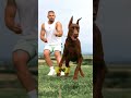 These are the top five dangerous dogs who can fight with tigers🐅.
