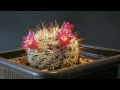 Cactus flower at 268x speed