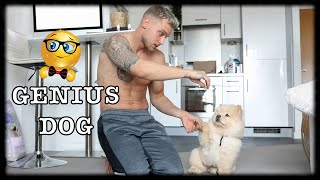 MY PUPPY IS A GENIUS | Vlog