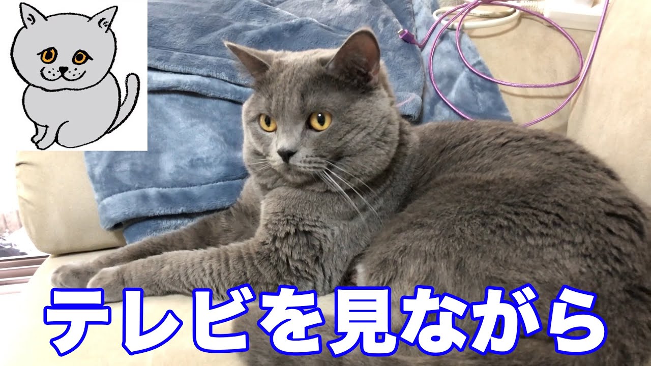 猫 テレビを見ながら ブリティッシュショートヘア Youtube