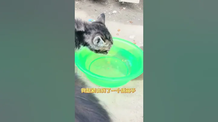 家裡來了3隻小奶貓！#流浪貓 #貓 - 天天要聞