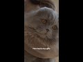 A Kitty Cat Holiday | Samsung