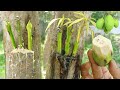 Best Natural Banana Hormone For Mango Tree Grafting | Multi Grafting On One Mango Tree