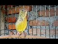 Burung Kolibri Ninja Konin Ijoan Gacor Isian Ampuh Merangsang Bunyi Konin Bahan Mp3 - Mp4 Download