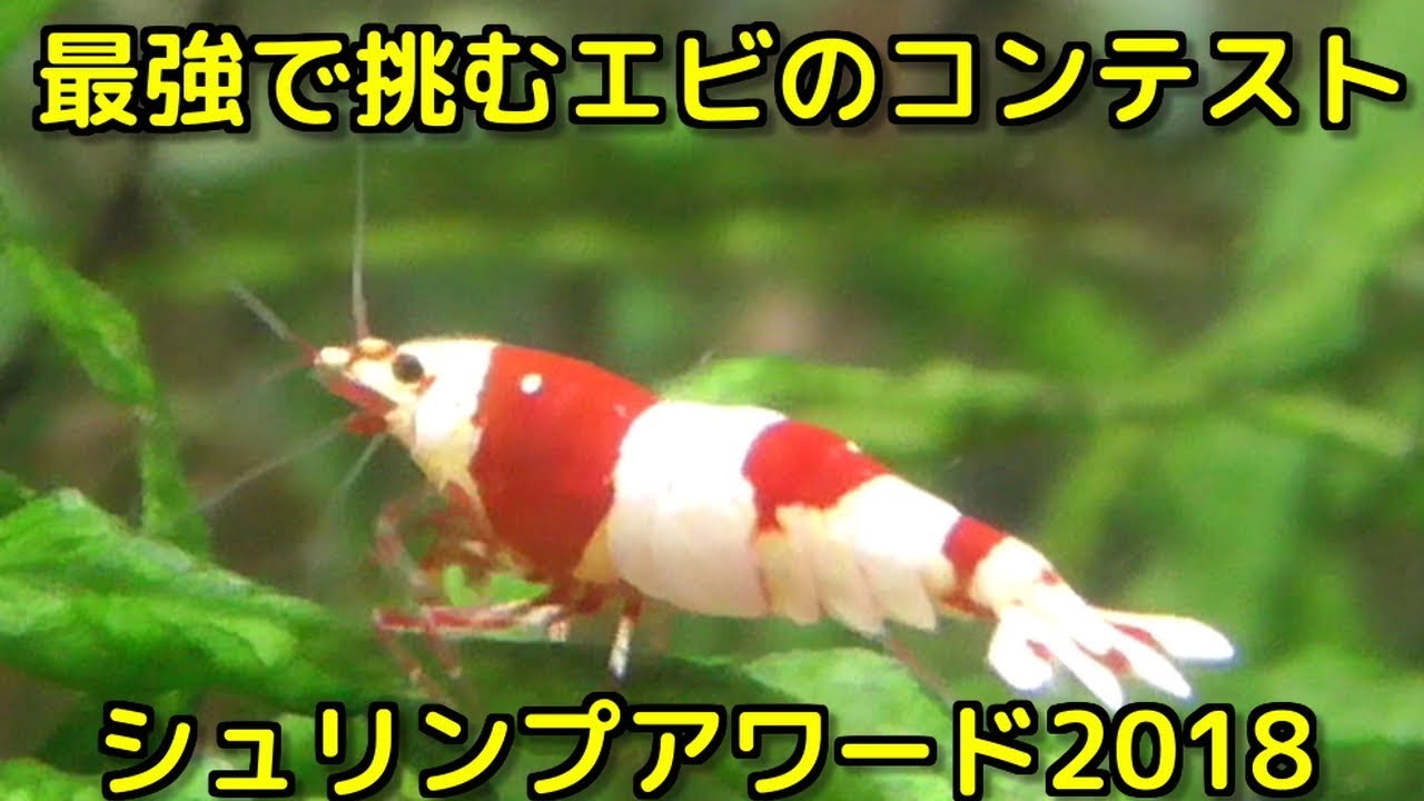 アクアリウム えびのイベント シュリンプアワード18に参加します Youtube アクアリウム えびのイベント シュリンプアワード18に参加します Youtube