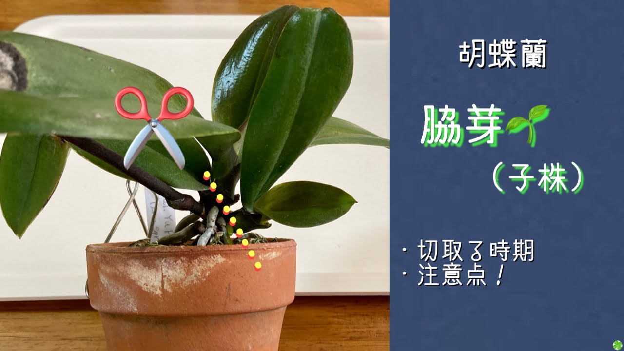 2022年8月5日　真夏の【脇芽🌱取り】　🐼の脇芽🌱（子株）を切り取り水苔で植えます　その後の管理に注意すれば何時でもOK♪  水苔＋素焼鉢（小さめ）←これが基本です🪴