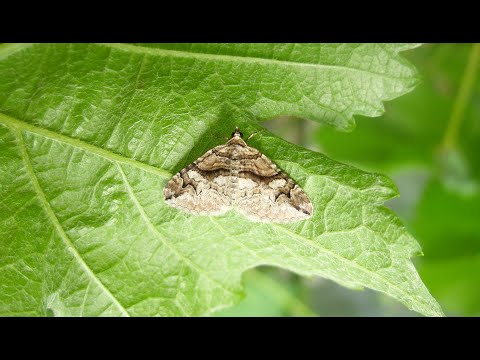 Video: Ar raudonieji ir juodieji vikšrai yra nuodingi?