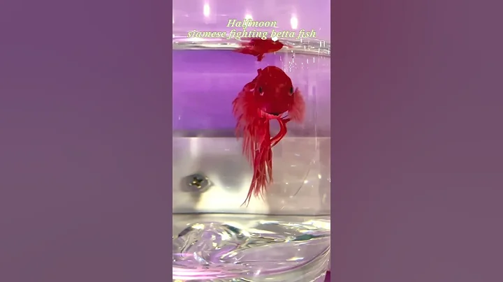 Video 8727731: siamese fighting fish