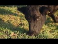 Grasende Swiss Black Angus Kuh