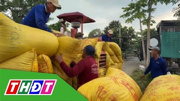 Giá lúa Thu đông lao dốc | THDT