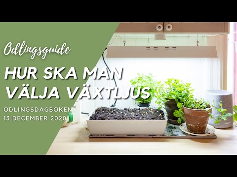 Video: LED -remsa För Växter: Vilken Typ Av UV -fytotape Att Välja För Att Markera Blommor? Hela Spektrumdiodremsor Och Andra LED -modeller