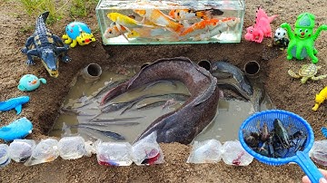 Find large catfish, betta fish, goldfish, ornamental fish, native lobsters, snakehead fish, sharks