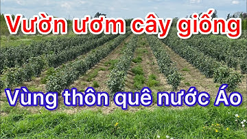 THĂM VƯỜN ƯƠM CÂY GIỐNG CÂY BÓNG MÁT. Khám phá vùng thôn quê nước Áo - Cuộc sống tại nước Áo.