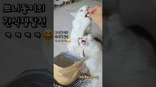 개인기 연습하는 고양이