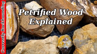 Petrified Wood | What Do You Really Know About It?