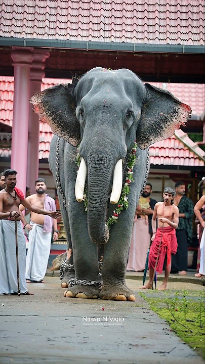 Servant ❤️‍🔥 #thechikkottukkavuramachandran #thechikottukavudevidasan #aana #elephant