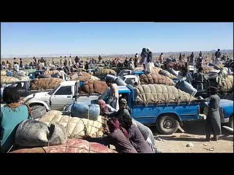 کلیپ مرز و زیبا گل 