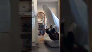 #cat #cats #kitten #kittens @ald.rjp